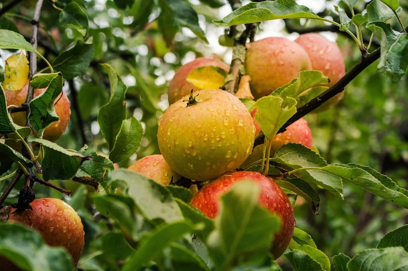 Variety of Fruits